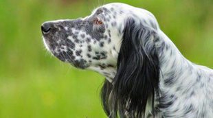 Protege a tu perro de la Leishmaniasis