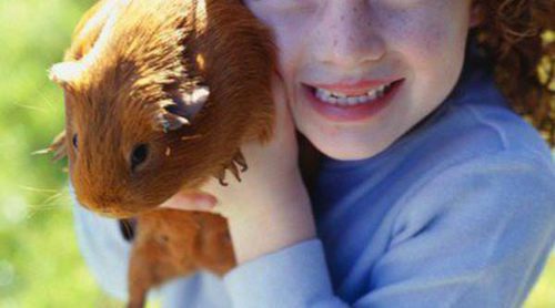 Elegir un conejillo de indias como mascota