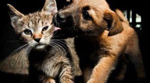 Mascotas para personas que pasan poco tiempo en casa