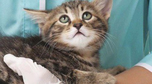 ¿Los gatos pueden tener gripe?