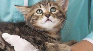 ¿Los gatos pueden tener gripe?