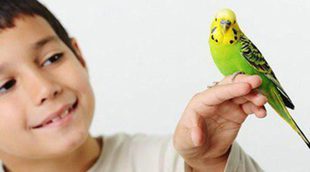 Cuidados para periquitos: consejos básicos
