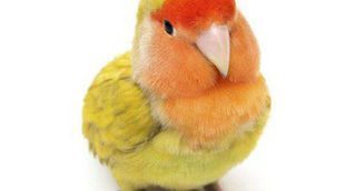 Pájaro Agapornis: características y cuidados