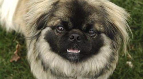 Perro pekinés: cuidados y características de esta mascota