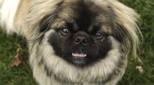 Perro pekinés: cuidados y características de esta mascota