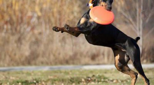 Deportes para perros: mantén a tu mascota fuerte y sana