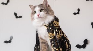 Disfraza a tu gato para Halloween
