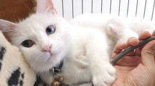 Estrés en gatos: Síntomas, prevención y tratamiento