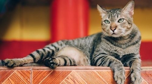 Problemas felinos: ¿qué son las feromonas?