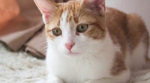 Residencias felinas: hoteles para gatos