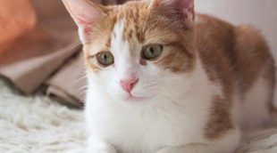 Residencias felinas: hoteles para gatos