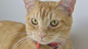 Collar de feromonas para gatos