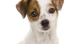 Razas de perros: Ratonero bodeguero andaluz