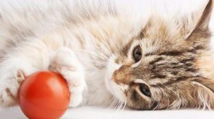Reducir el estrés de nuestro gato en 5 pasos