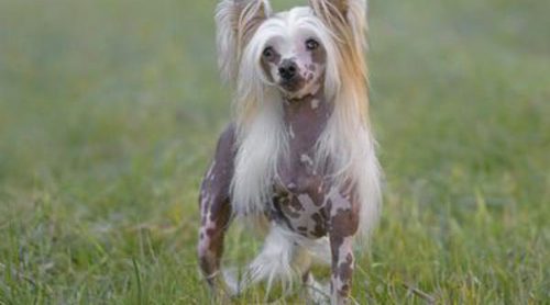 Razas de perros: Crestado de China