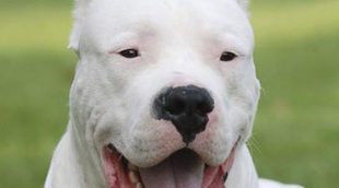 Dogo Argentino: Razas de Perros