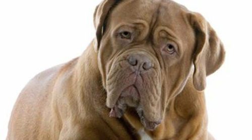 Mastín inglés: razas de perros