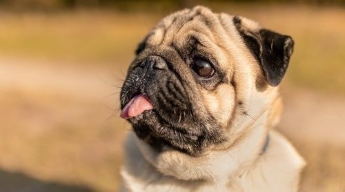 Razas de perros: Carlino