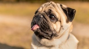 Razas de perros: Carlino