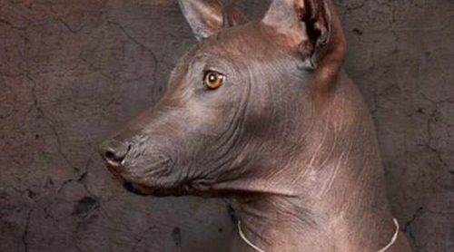 Xoloitzcuintli: Razas de perros