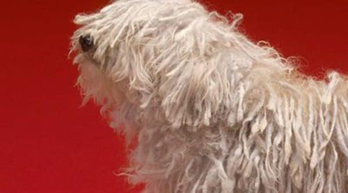 Bergamasco: Razas de perros