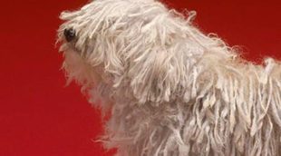 Bergamasco: Razas de perros