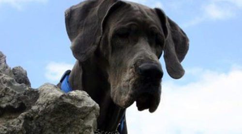 Dogo Alemán