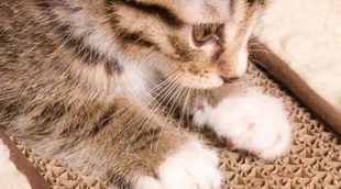 Cómo cortar las uñas de un gato