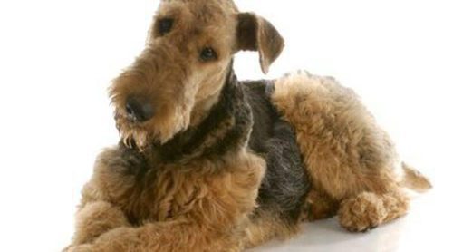 Razas de perros: Airedale terrier