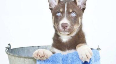 Peluquería canina: ¡pon guapo a tu perro!
