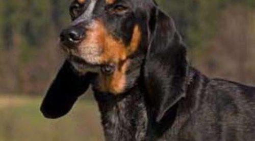 Razas de perros: Schweizerischer Niederlaufhund o pequeño sabueso de Suiza