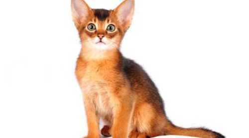Gato Abisinio: todo sobre esta raza de felino