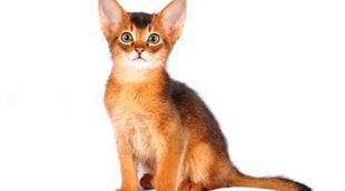 Gato Abisinio: todo sobre esta raza de felino