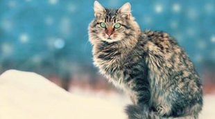 Gato Siberiano: todo sobre esta raza de felino