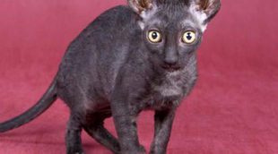 Cornish Rex: todo sobre esta raza de felino