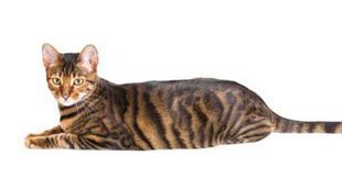Gato Toyger: todo sobre esta raza de felino