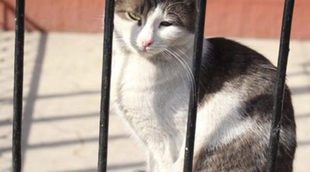 Gato Manx: todo sobre esta raza de felino