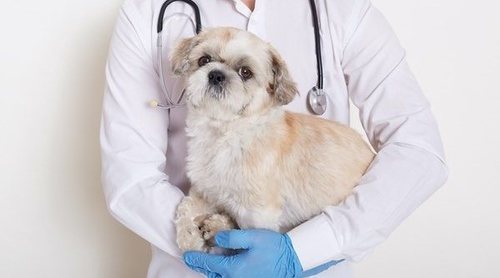 Perros diabéticos: síntomas y tratamiento