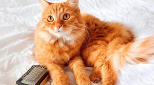 Cómo cuidar el pelo de tu gato