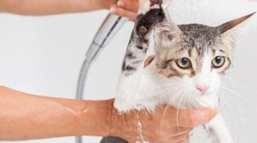Mi gato está sucio, ¿cómo le doy un baño?