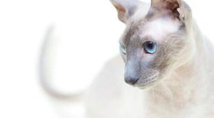 Peterbald: todo sobre esta raza de felino