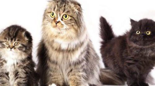 Scottish Fold
