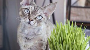 Devon Rex: Todo sobre esta raza de felino