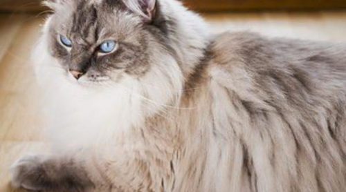 Ragdoll: Todo sobre esta raza de felino