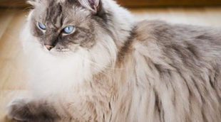 Ragdoll: Todo sobre esta raza de felino