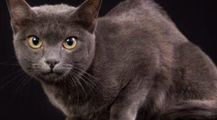 Korat: Todo sobre esta raza de felino