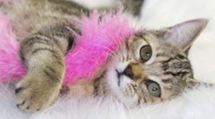 Tipos de juguetes para gatos: ¿Cuáles son los más adecuados?