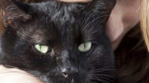 Gato Bombay: Todo sobre esta raza de felino