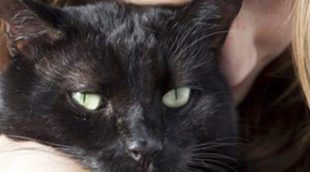 Gato Bombay: Todo sobre esta raza de felino
