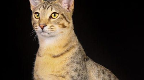 Mau Egipcio: Todo sobre esta raza de felino
